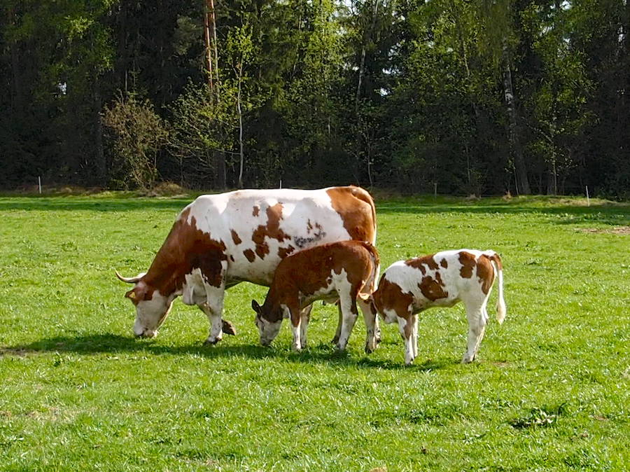 Mutterkuh mit Kälbern