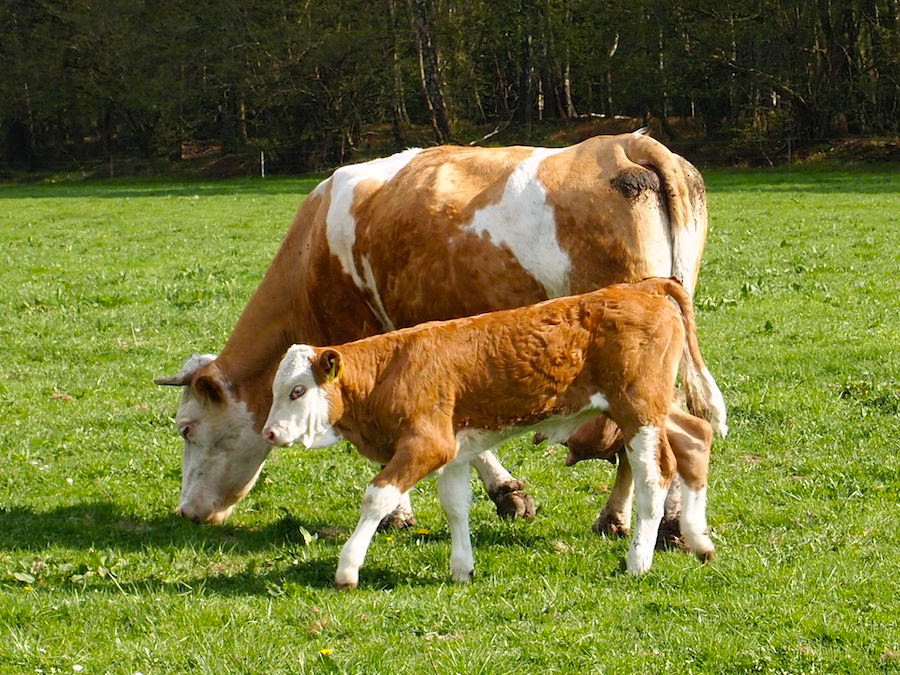 Mutterkuh mit ihrem Kalb